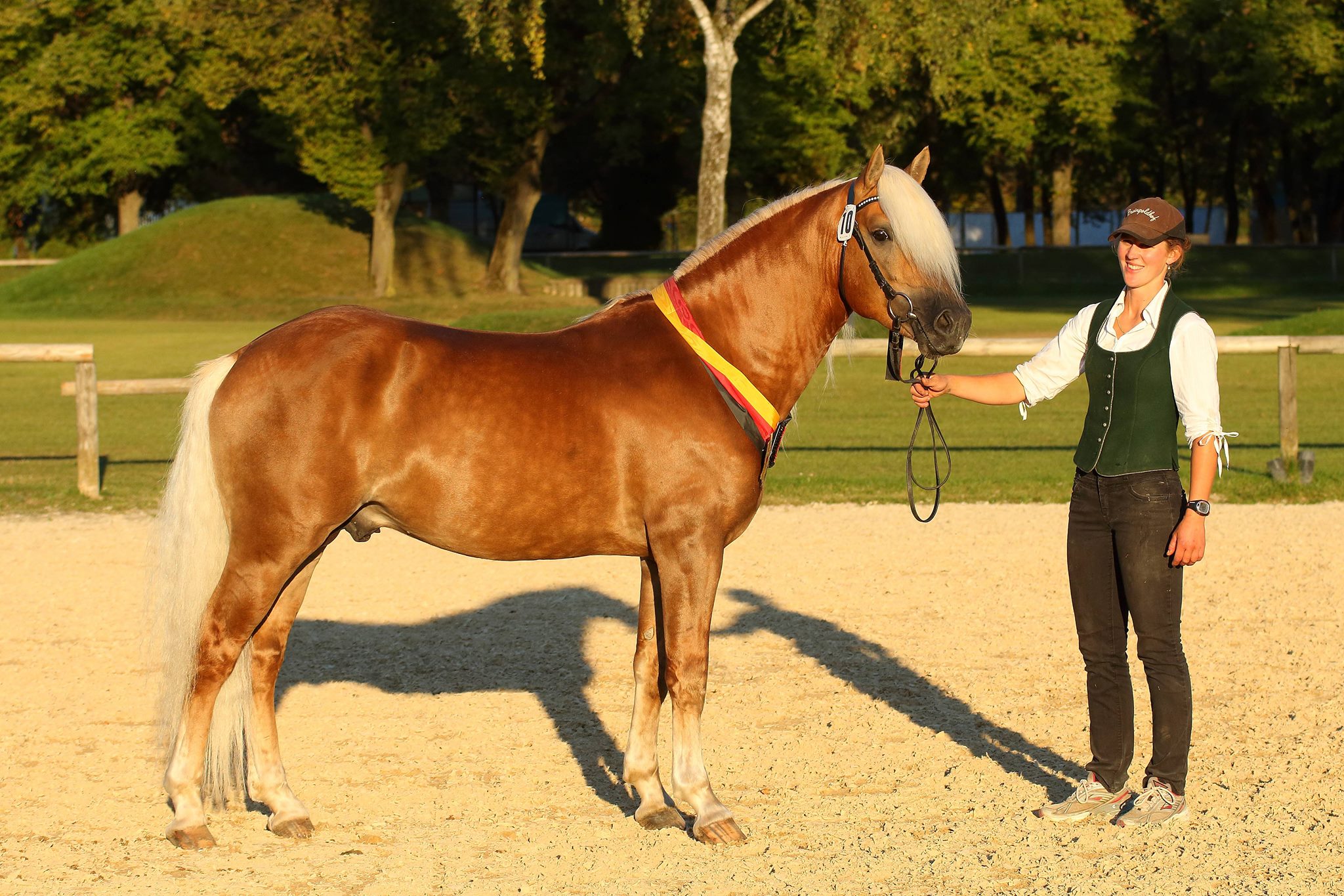 Zuchthengst, Deckhengst, Haflinger, Armani Ass