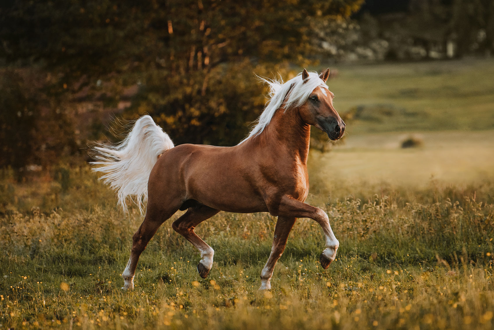 haflinger as